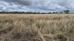 Photo of large bulk of dry grass.