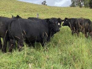 Gordon Carcary’s ultrablack steers grazing pasture
