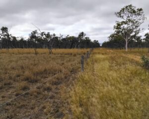 High vs low impact fence line comparison