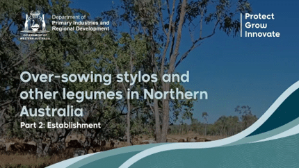 'Over-sowing stylos and other legumes in northern Australia' YouTube video part 1