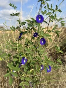 A Butterfly Pea plant