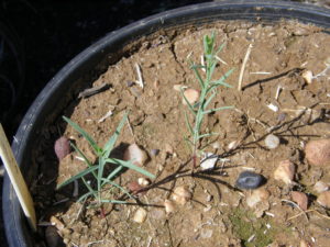 Young Pimelea plants about 5-7 cm tall at 4-5 weeks of age.