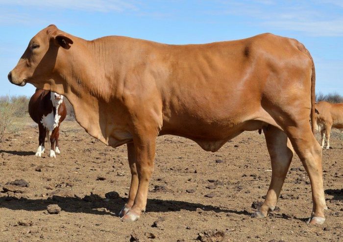 Body Condition Score For Beef Cattle FutureBeef