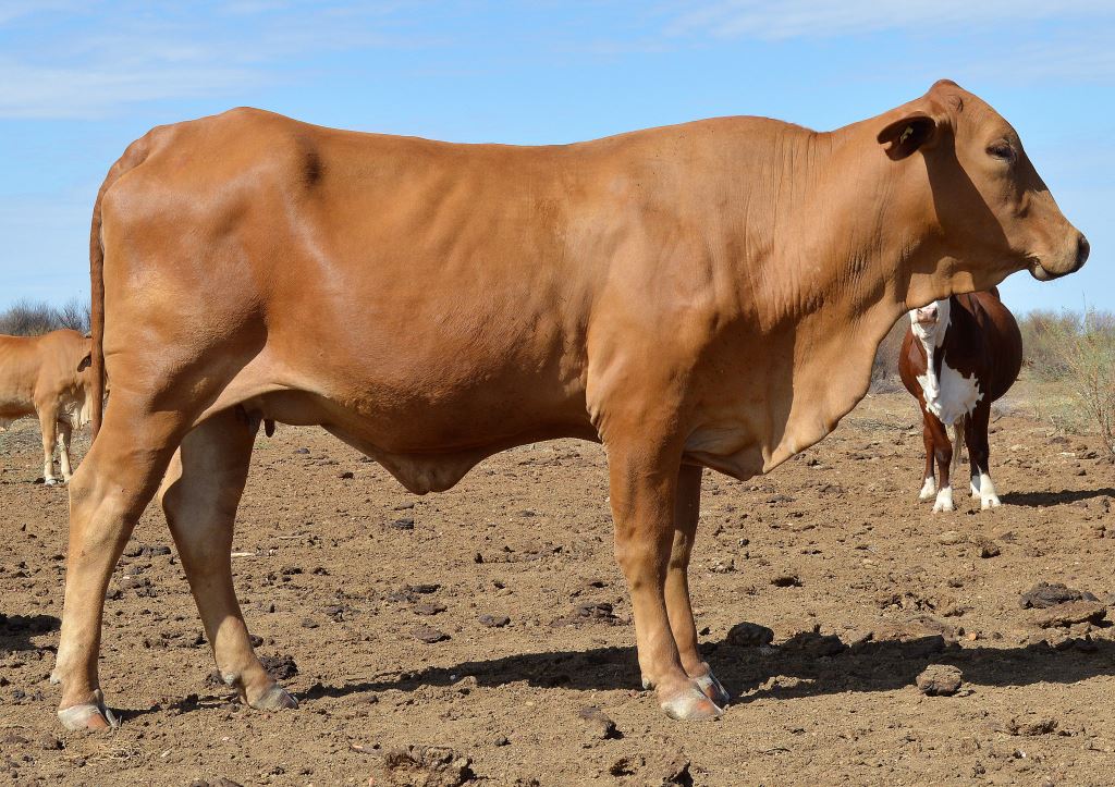 Healthy cow in body condition score three.