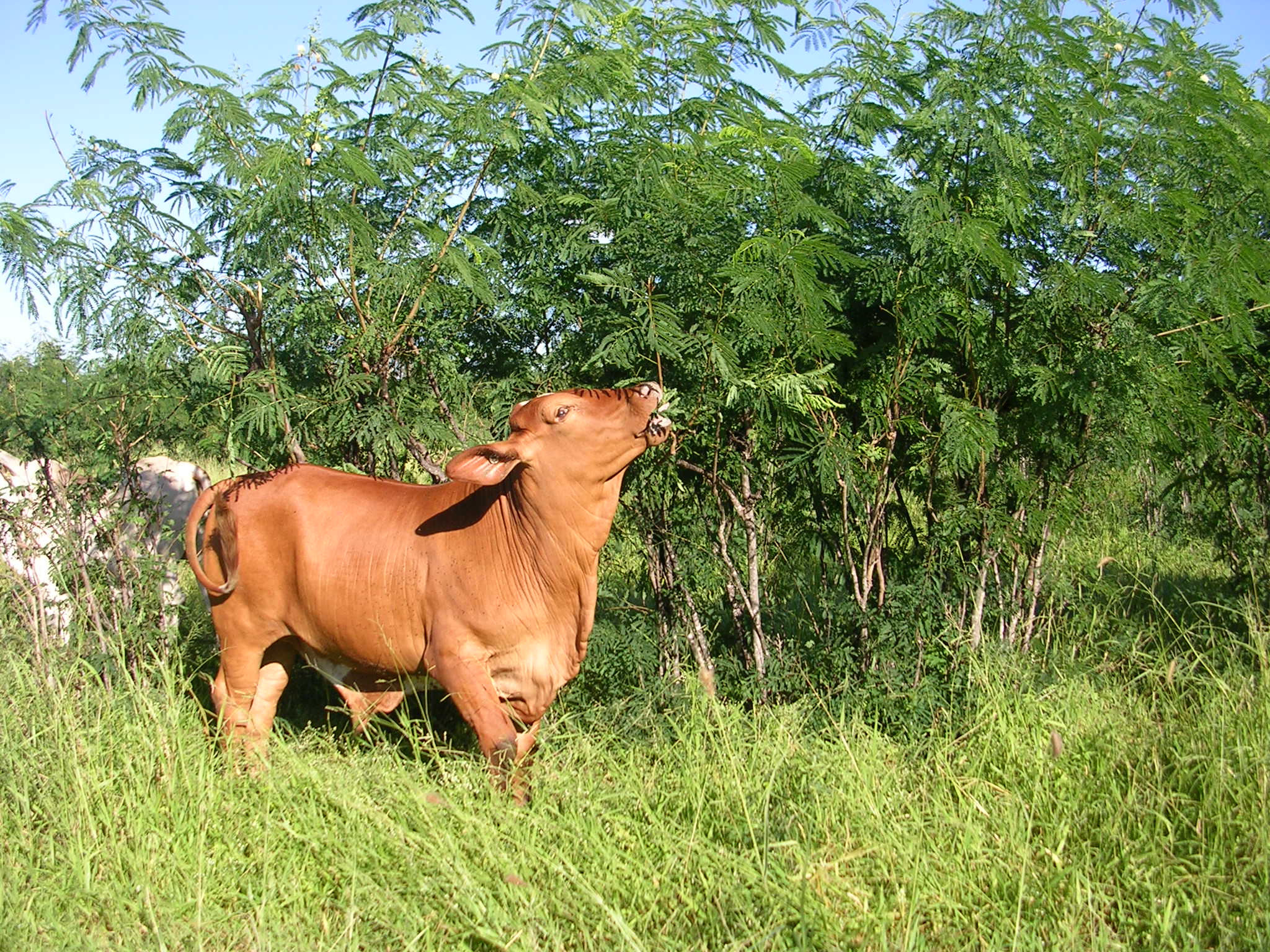 Photo of cattle grazing leucaena