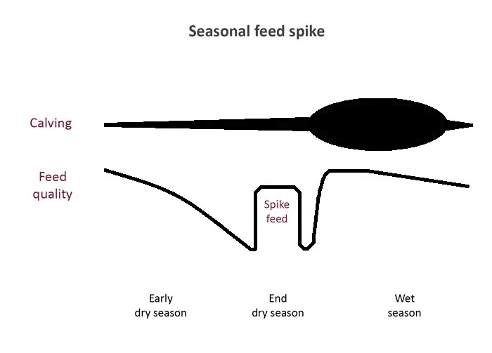 Line diagram illustrating the potential benefits of spike feeding at the end of the dry season in northern Australia.