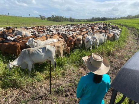 Fig-9-Boreelum-Grazing-March-2024