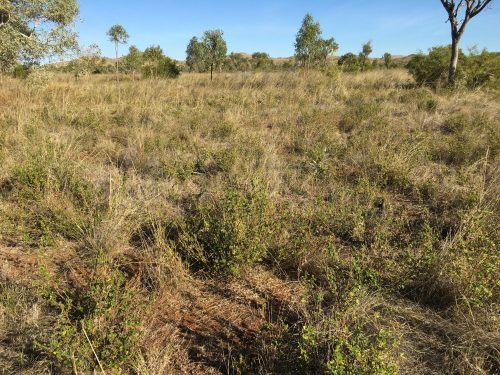 Stylo plant in east Kimberley