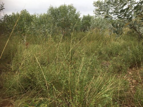 Shrubby stylo growing in central Kimberley May 2026