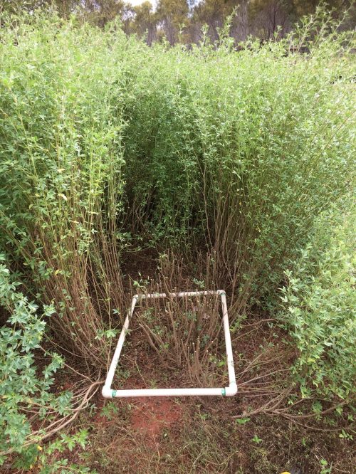 Seca stylo growing in Country Downs