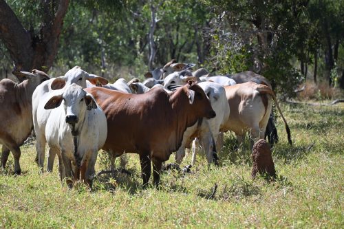 A group of heifers standing in paddock