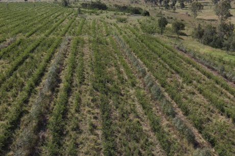 Leucaena-and-timber-trees-Ban-Ban-scaled