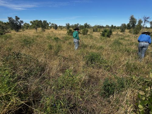A pasture demonstration site