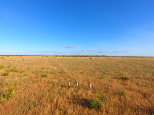 The new grazing trial at Mt Sanford started in June 2026 will be taking place in Top 15 paddock and to compare weight gains, another cohort of animals will be in a separate control paddock with no introduced legumes.
