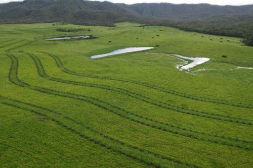 Boreelum, Miriam Vale QLD - Spotted gum in alley configuration with improved pastures. Photo: Adam & Jacinta Coffey
