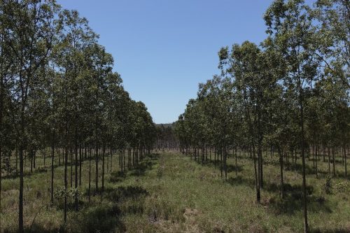 Stanwell Energy Corporation, Stanwell QLD - Commercial timber plantation (14 years of age) double tree rows with a 20 m alley. Photo: Nahuel Pachas