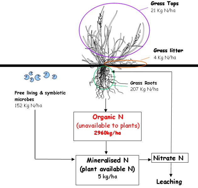 Organic and inorganic nitrogen in the soil.