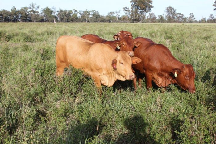 Cattle in legume-grass pasture.