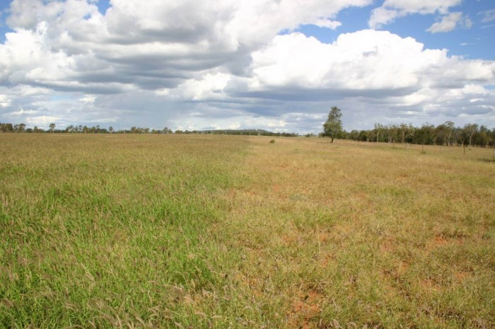 Renovated buffel grass pasture next to rundown buffel pastures