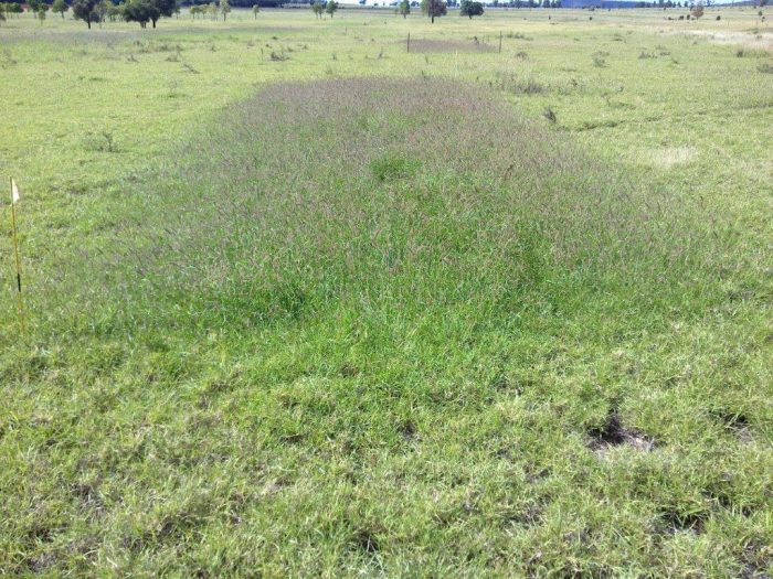 Rundown Buffel pasture has responded well to urea fertiliser - green, leafy growth